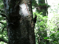 Dendrocolaptes platyrostris