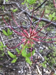 Rhododendron periclymenoides