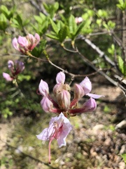 Rhododendron periclymenoides