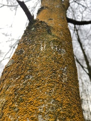 Trentepohlia