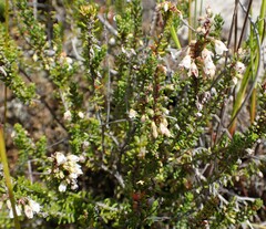 Erica deflexa