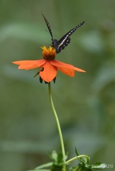 Catasticta flisa flisa