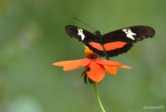 Heliconius hortense