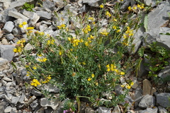 Coronilla minima