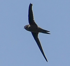 Cypsiurus balasiensis