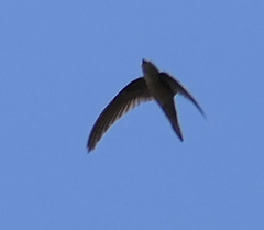 Cypsiurus balasiensis