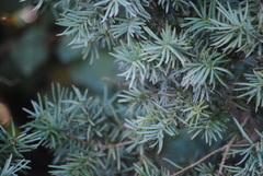 Taxus baccata