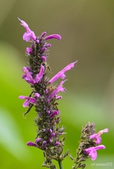 Salvia purpurea