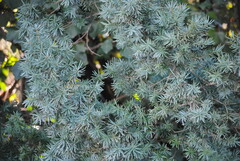 Taxus baccata