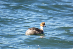 Podiceps occipitalis