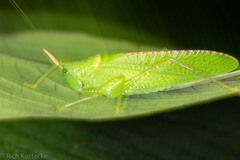 Copiphora rhinoceros