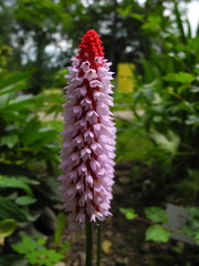 Primula vialii