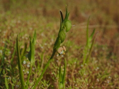 Commelina subulata
