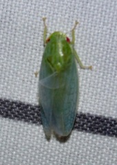 Gyponana