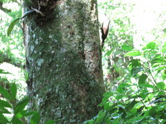 Dendrocolaptes platyrostris