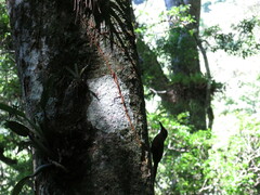 Dendrocolaptes platyrostris