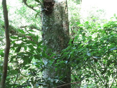 Dendrocolaptes platyrostris