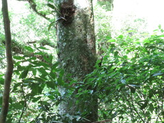 Dendrocolaptes platyrostris