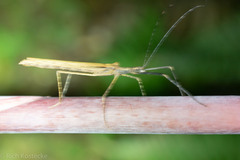 Pseudophasma unicolor