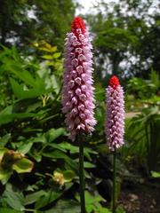 Primula vialii