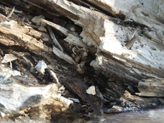 Agaricomycetidae
