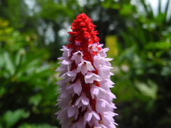 Primula vialii