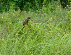 Centropus bengalensis