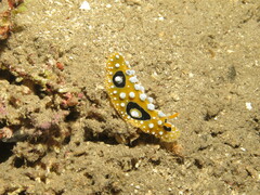 Phyllidia ocellata