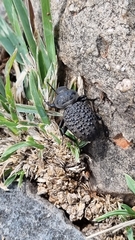 Scotobius pilularius