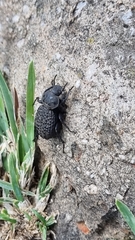 Scotobius pilularius