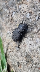 Scotobius pilularius