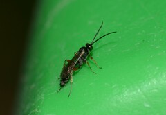 Stenobarichneumon citator