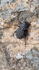 Scotobius pilularius