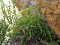 Dicranopteris linearis