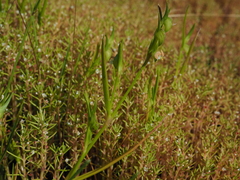 Commelina subulata