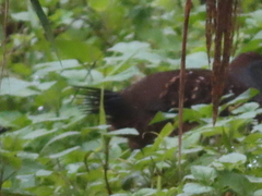Bambusicola sonorivox