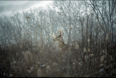 Odocoileus virginianus