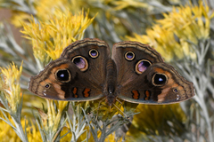 Junonia nigrosuffusa