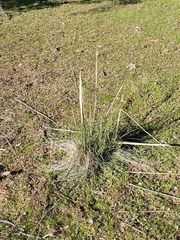 Celtica gigantea