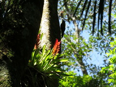 Vriesea erythrodactylon