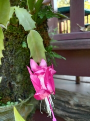 Schlumbergera truncata