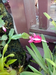 Schlumbergera truncata