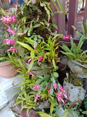 Schlumbergera truncata