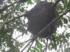 Crematogaster rogenhoferi