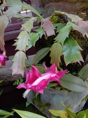 Schlumbergera truncata