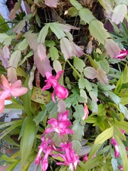 Schlumbergera truncata