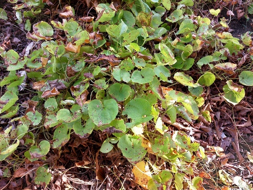 Lesser yam (Dioscorea esculenta)