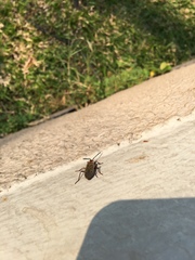 Probergrothius