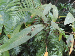 Ficus erecta beecheyana