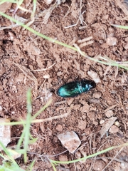 Harpalus distinguendus